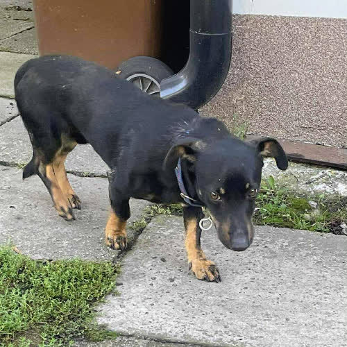 Psy ze schroniska do adopcji Mix Jamnik