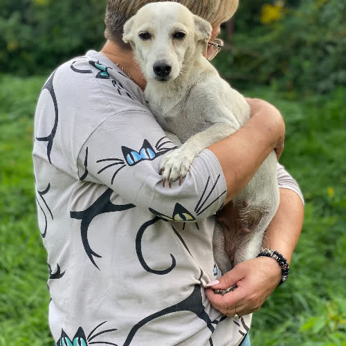 Psy ze schroniska do adopcji Andzia