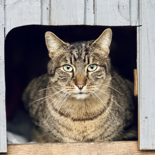 Koty ze schroniska do adopcji Figaro