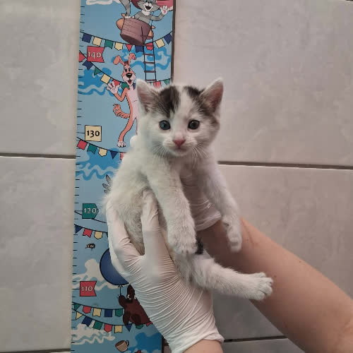 Koty ze schroniska do adopcji Serafin