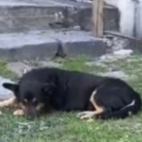 Psy ze schroniska do adopcji Misio