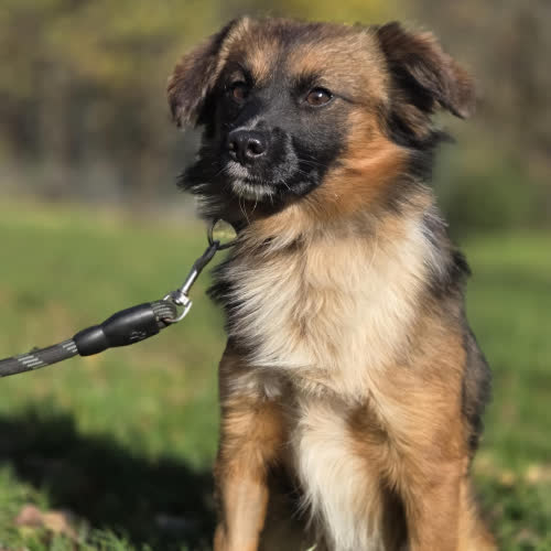 Psy ze schroniska do adopcji Wintydz