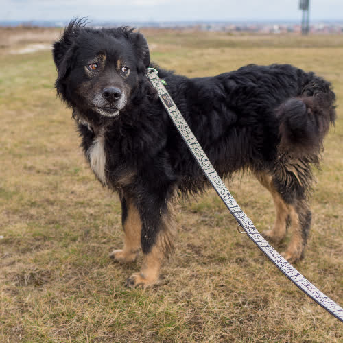 Psy ze schroniska do adopcji Barry