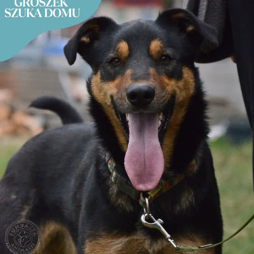 Psy ze schroniska do adopcji GROSZEK