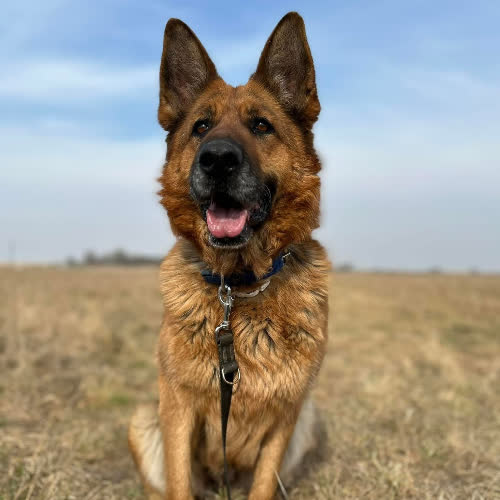 Psy ze schroniska do adopcji Toba