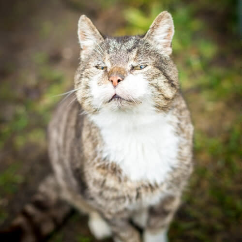 Koty ze schroniska do adopcji Lilo