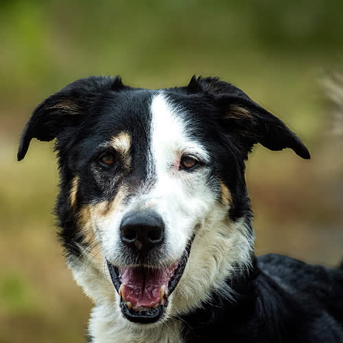 Psy ze schroniska do adopcji Pedro