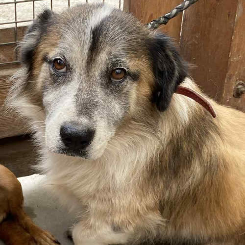 Psy ze schroniska do adopcji Grzybek