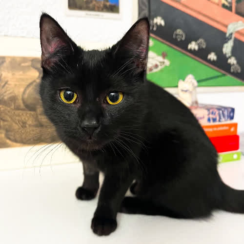 Koty ze schroniska do adopcji Śliwka