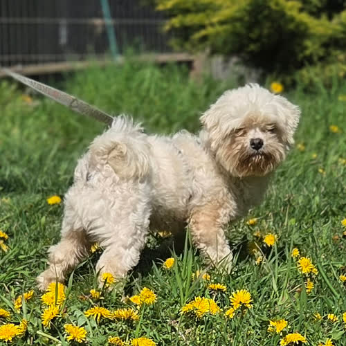 Psy ze schroniska do adopcji Pies maltańczyk