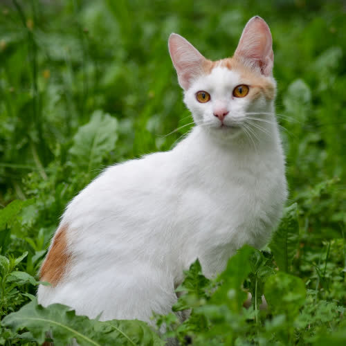 Koty ze schroniska do adopcji Korek