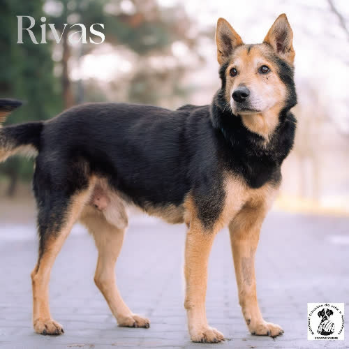 Psy ze schroniska do adopcji Mądry RIVAS