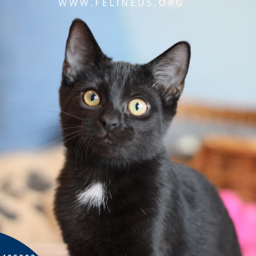 Koty ze schroniska do adopcji Lira