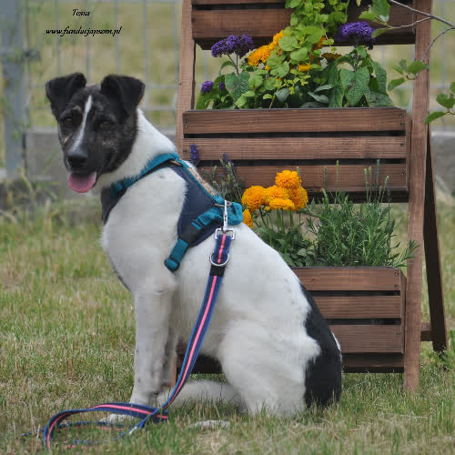 Psy ze schroniska do adopcji Tessa