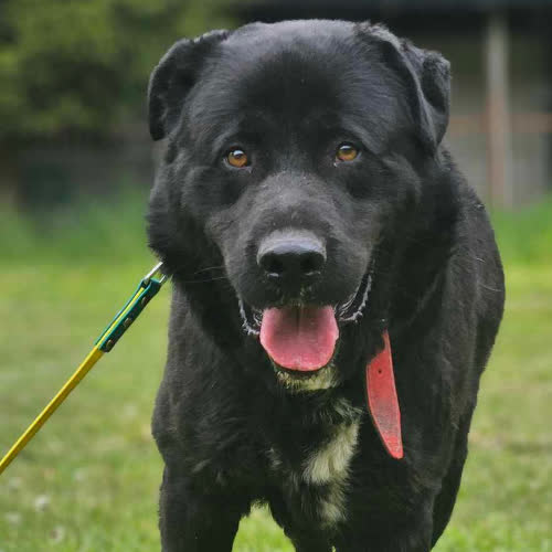 Psy ze schroniska do adopcji Sandwicz mix Labrador 