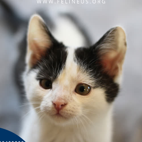 Koty ze schroniska do adopcji Churro