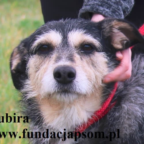 Psy ze schroniska do adopcji Nubira