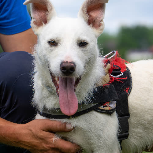 Psy ze schroniska do adopcji Jaś