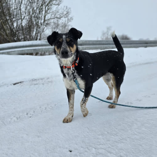 Psy ze schroniska do adopcji Figa