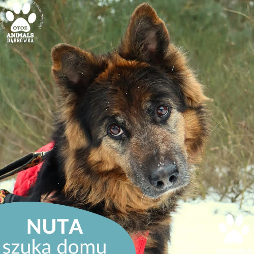 Nuta