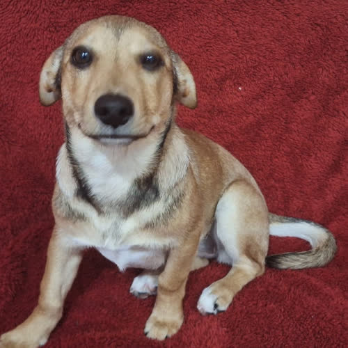 Psy ze schroniska do adopcji Elza