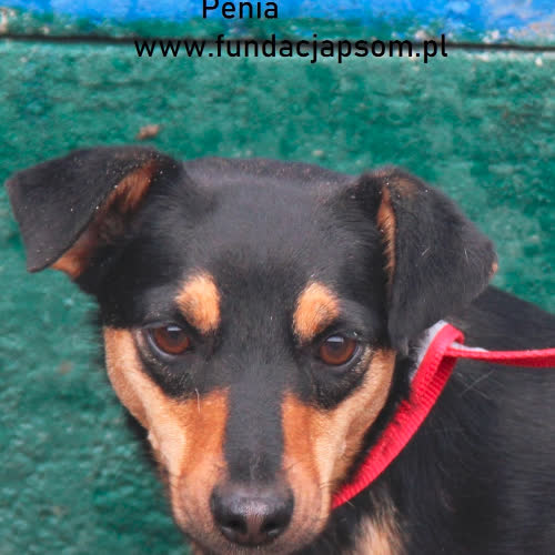 Psy ze schroniska do adopcji Penia