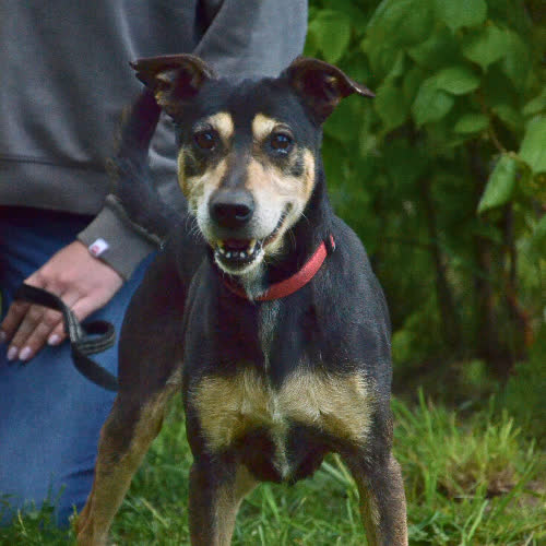 Psy ze schroniska do adopcji SNOOPY