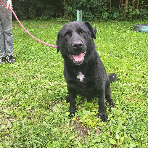 Psy ze schroniska do adopcji Pudzian