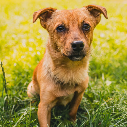 Psy ze schroniska do adopcji Zielony