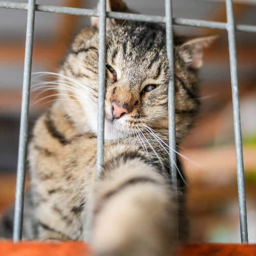 Koty ze schroniska do adopcji Borys