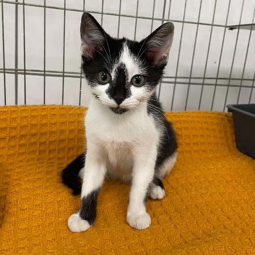Koty ze schroniska do adopcji Maryla