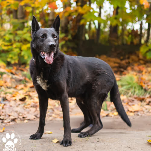 Psy ze schroniska do adopcji Bruno