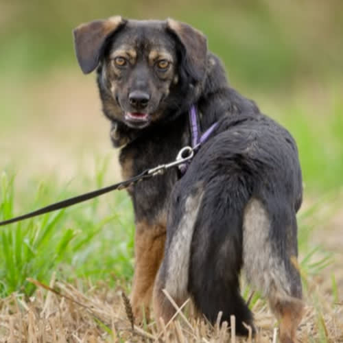 Psy ze schroniska do adopcji Lucy