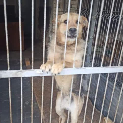 Psy ze schroniska do adopcji Maczo