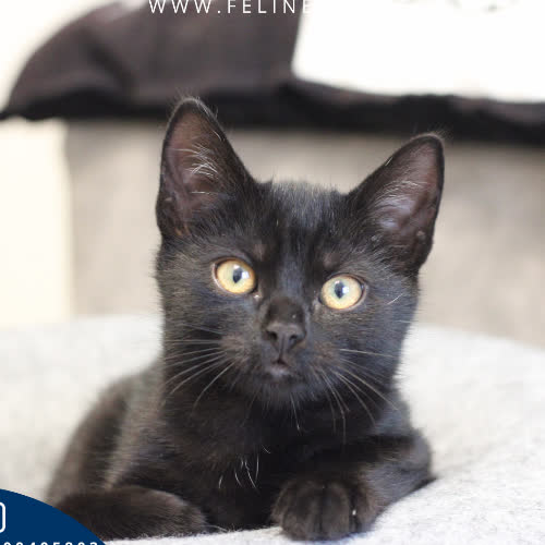 Koty ze schroniska do adopcji Dragon