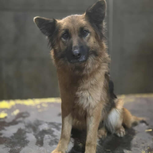 Psy ze schroniska do adopcji Owczarek mix Gumka 