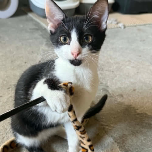 Koty ze schroniska do adopcji Fafik 