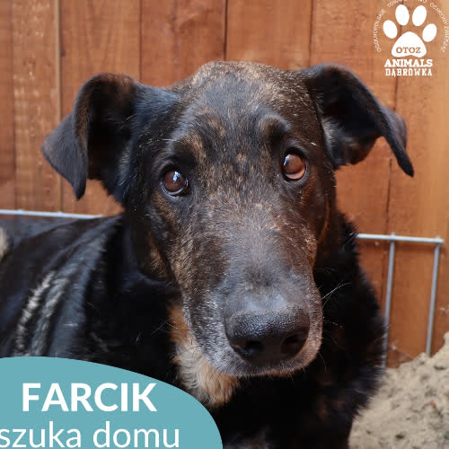 Psy ze schroniska do adopcji Farcik