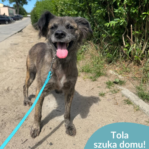 Psy ze schroniska do adopcji Tola