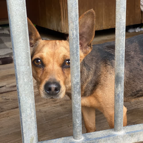 Psy ze schroniska do adopcji Fiona