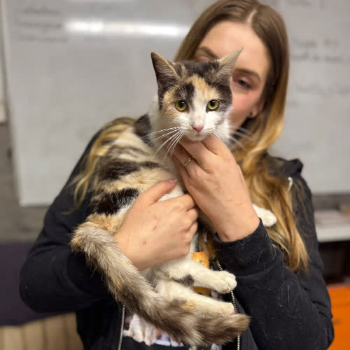 Tricolorka Różyczk