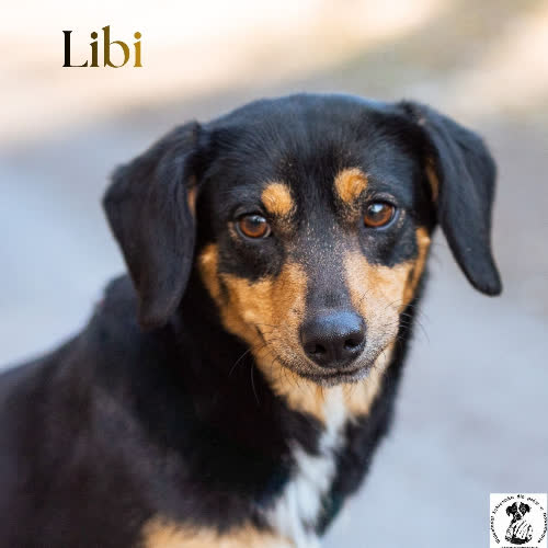 Psy ze schroniska do adopcji Przylepka LIBI