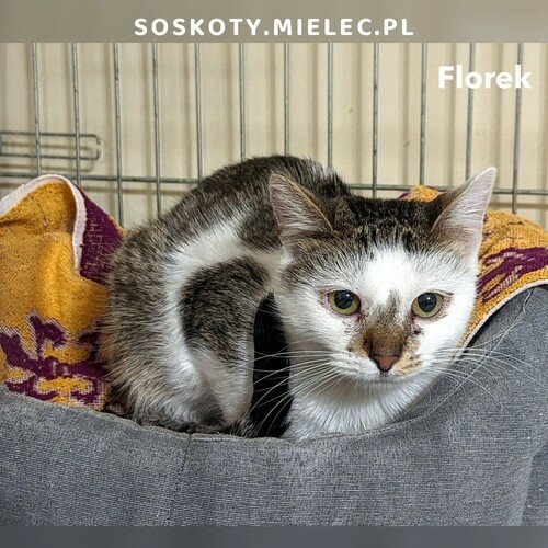 Koty ze schroniska do adopcji Florek