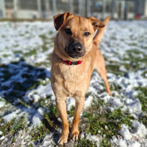 Psy ze schroniska do adopcji Aster