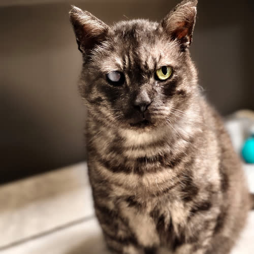 Grubcio