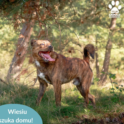 Psy ze schroniska do adopcji Wiesiu