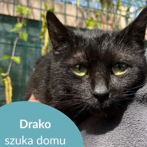 Drako
