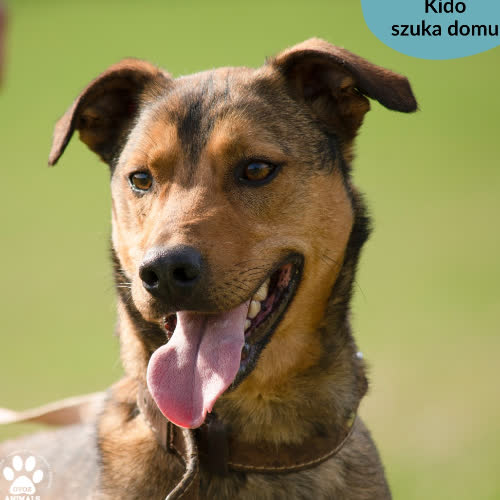 Psy ze schroniska do adopcji Kido