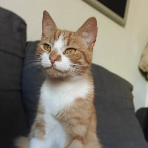 Koty ze schroniska do adopcji Odjazd