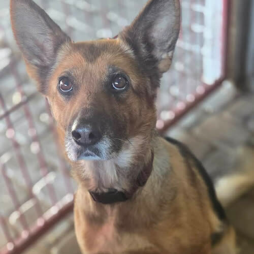 Psy ze schroniska do adopcji Owczarek Laska 